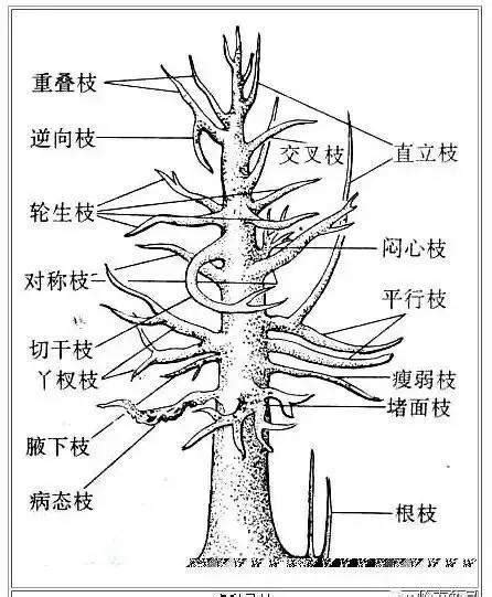 忌枝